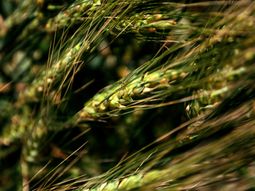 CRA alerta sobre la rentabilidad del trigo. Foto: INTA. CRA alerta sobre la rentabilidad del trigo. Foto: INTA.