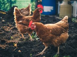 Desde el SENASA aclararon que se trata de aves de traspatio, es decir, animales mantenidos para autoconsumo o fines no comerciales. Desde el SENASA aclararon que se trata de aves de traspatio, es decir, animales mantenidos para autoconsumo o fines no comerciales.