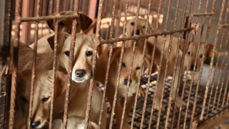 A partir de 2027 ya no se podrán comer perros en Corea. A partir de 2027 ya no se podrán comer perros en Corea.