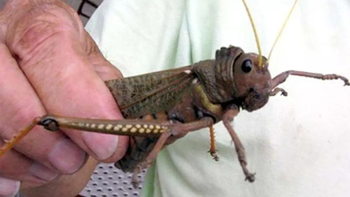 La tucura sapo es un insecto similar a una langosta, que puede reproducirse rápidamente y dejar los campos sin pasto en pocos días . La tucura sapo es un insecto similar a una langosta, que puede reproducirse rápidamente y dejar los campos sin pasto en pocos días .