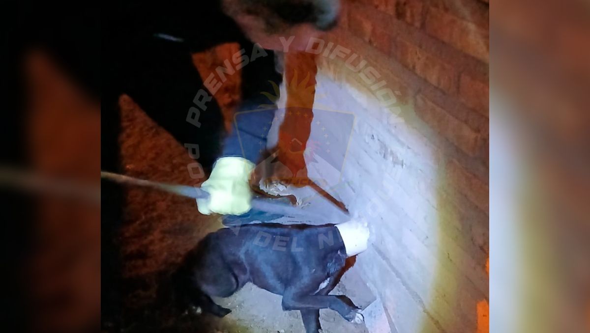 Emotivo rescate en Zapala: bomberos salvaron a un perro atrapado en un caño