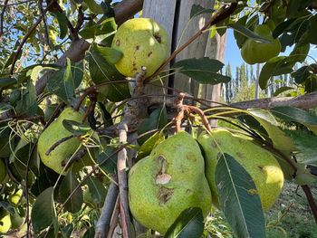 En pocos minutos, muchos productores perdieron toda la producción de la temporada. En pocos minutos, muchos productores perdieron toda la producción de la temporada.