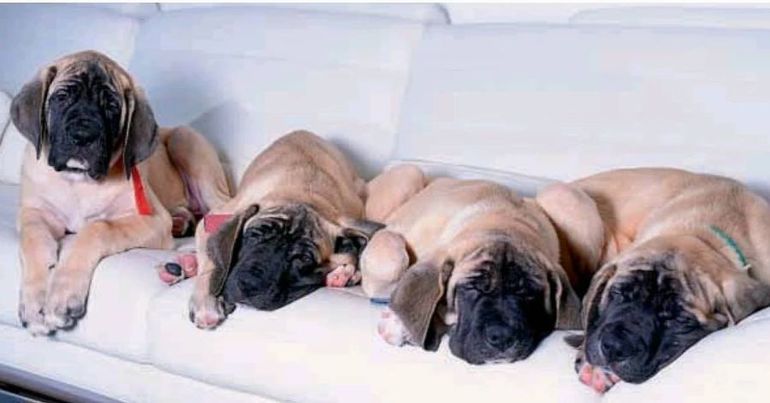 Algunos de los perros de Javier Milei. Algunos de los perros de Javier Milei.